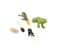 HEMOTON Figurine Évolution Décorative Modèle Têtard en Résine Jouet Éducatif pour Garçon Et Filles Décoration De Bureau Accessoire Pédagogique 3 Pièces