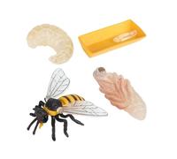 HEMOTON Modèle Éducatif Cycle de Croissance des Abeilles 4 Pièces en Plastique Léger pour Éveil et Apprentissage Garçon et Filles, Figurines Réalistes pour Décoration et Fournitures