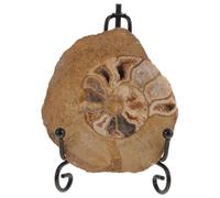HEMOTON Ornement Ammonite Fossile Naturel Décoration de Table et Collection Adapté aux Collectionneurs de Minéraux Caractère Esthétique