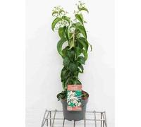 Heptacodium miconioides 'Tianshan'® ('minhep') - Fleur des sept fils du ciel conteneur 60- 80 cm
