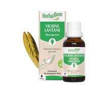 Herbalgem - bourgeon de viorne lantane - bio