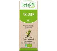 Herbalgem – Complément alimentaire Figuier Bio – Extrait de bourgeon frais pour digestion – 30 ml