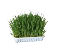HERBE À CHAT A CULTIVER 100 g
