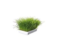 Herbe à chat tendre 100 g. - Trixie - TR-4232 G