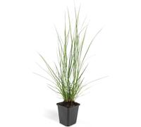 Herbe à lampions - Pennisetum alopecuroides 'Hameln' - pot de 9cm - Set de 20 plantes
