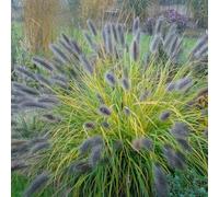 Herbe aux écouvillons Black Beauty 1L - Graminée ornementale à croissance rapide