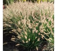 Herbe aux écouvillons (Cenchrus alopecuroides) Hameln 2L - De belles inflorescences moelleuses