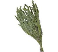 herbe buxifolia artificiel 100g 45-50cm vert - générique 282231 Vert