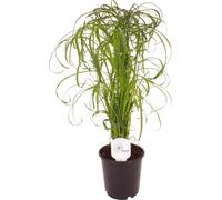 Herbe de Chypre Cyperus Palmier d'eau 60 cm - Plante d'intérieur facile à entretenir pour les zones humides, purificateur d'air & herbe robuste pour l'intérieur & l'extérieur