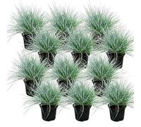 Herbe de fétuque bleue - Festuca glauca - set de 12 plantes - pot de 9cm