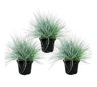 Herbe de fétuque bleue - Festuca glauca - set de 3 plantes - pot de 9cm