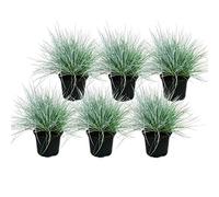 Herbe de fétuque bleue - Festuca glauca - set de 6 plantes - pot de 9cm