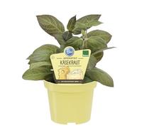 Herbe de fromage de qualité bio - Paederia lanuginosa - Plante herbacée dans un pot de 12 cm