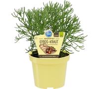 Herbe de Gyros en qualité- Artemisia caucasica - Plante aromatique en pot de 12cm
