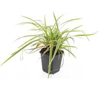 Herbe d'or - Laîche à bord doré - Carex morrowii 'Aureovariegata' - Pot de 9cm - Set de 6 plantes