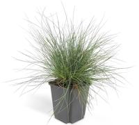 Herbe d'ornement - Fétuque bleue - Festuca glauca 'Elijah Blue' - Pot de 9cm - Set de 40 plantes