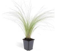 Herbe d'ornement - Herbe à plumes du Mexique - Stipa tenuissima 'Ponytails' - Pot de 9cm - Set de 12 plantes