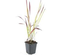 Herbe d'ornement - Herbe du Japon - Imperata cylindrica 'Red Baron' - Pot de 9cm - Set de 60 plantes