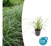 Herbe d'ornement - Laiche japonaise - Carex morrowii 'Ice Dance' - Pot de 9cm - Set de 12 plantes