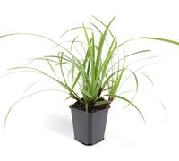 Herbe d'ornement - Laiche japonaise - Carex morrowii 'Ice Dance' - Pot de 9cm - Set de 6 plantes