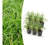 Herbe d'ornement - Laiche japonaise - Carex morrowii 'Ice Dance' - Pot de 9cm - Set de 6 plantes