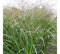 Herbe ornementale Panicum Squaw en pot - Plante vivace rustique pour jardin extérieur prête à planter