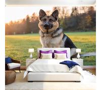 Herbe Verte Au Coucher Du Soleil Papier Peint 300 x 210 cm Chien de berger animalier Papier Peint Panoramique Tapisserie Photo Poster Intissé Mur Moderne Décor Murale Salon Chambre á Coucherr Bureau