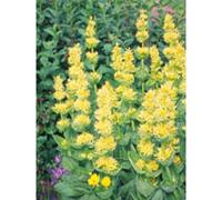 Herboplanet Tsa Gentiana Lutea 50ml