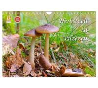 Herbstzeit ist Pilzezeit (Wandkalender 2026 DIN A4 quer), CALVENDO Monatskalender: Ein herbstlicher Streifzug durch den bunten Wald