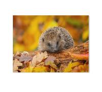 Hérisson en Automne，Puzzle pour Adultes 1000 Pièces en Papier Puzzles Jeu Cadeau Accueil Décoratif Mots Croisés（50x70cm）-L66