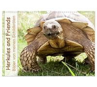 Herkules and Friends (Wandkalender 2026 DIN A3 quer), CALVENDO Monatskalender: Verscheidene Arten von an Land lebenden Schildkröten.