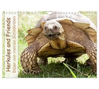 Herkules and Friends (Wandkalender 2026 DIN A4 quer), CALVENDO Monatskalender: Verscheidene Arten von an Land lebenden Schildkröten.