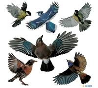 HERMA 15539 Lot de 6 autocollants pour vitres de fenêtre - Motif oiseaux de signalisation - 30 x 30 cm - Amovibles et réutilisables - Protection contre les oiseaux - En film rigide résistant aux