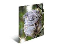 HERMA 19333 Lot de 3 classeurs format A3 animaux Koala en plastique solide avec effet brillant, rabats intérieurs imprimés et élastique pour enfants, garçons et filles