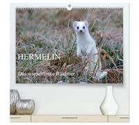 Hermelin - das wieselflinke Raubtier (hochwertiger Premium Wandkalender 2026 DIN A2 quer), Kunstdruck in Hochglanz: Hermelin in seinem natürlichen Lebensraum