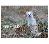 Hermelin - das wieselflinke Raubtier (Tischkalender 2026 DIN A5 quer), CALVENDO Monatskalender: Hermelin in seinem natürlichen Lebensraum