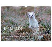 Hermelin - das wieselflinke Raubtier (Wandkalender 2026 DIN A3 quer), CALVENDO Monatskalender: Hermelin in seinem natürlichen Lebensraum