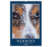 Hermine - Ein Jahr mit einem Mini Australian Shepherd (Wandkalender 2026 DIN A2 hoch), CALVENDO Monatskalender: Erlebe mit mir, Hermine dem Mini Aussie, zusammen ein Jahr.