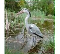 Héron de Leurre Effaroucheur D'oiseau (784) Protège Votre Bassin de Heron, Oiseaux, Chats