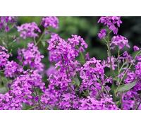 Hesperis matronalis - Julienne des Dames,vivace