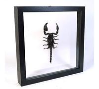 Heterometrus spinifer - Scorpion de la forêt géante - Vrai insecten de taxidermie monté Entre Verre dans Un Cadre en Verre Double Fait Main en Bois Noir