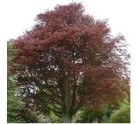 Hêtre commun Pourpre, Fagus