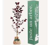 Hêtre pourpre - idée cadeau