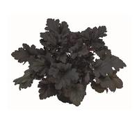 Heuchera Black Pearl Clochette en pot de 12 cm de qualité jardinier 12 cm