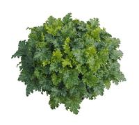Heuchera Clochette pour pourpre « Lime Marmalade » en pot de 12 cm Qualité jardinier de fleurs Eber 12 cm