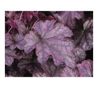 Heuchera - Clochette "Blackberry Jam" - Résistante à l'hiver dans un pot de 12 cm - Qualité jardinier de fleurs Eber - 12 cm
