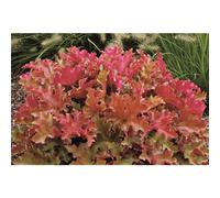 Heuchera - Clochette « Marmalade » en pot de 12 cm, qualité jardinier de fleurs Eber - 12 cm