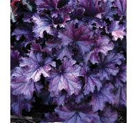 Heuchera - Clochette « Marmalade » en pot de 12 cm, qualité jardinier de fleurs Eber - 12 cm
