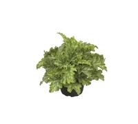 Heuchera - Clochette pourpre « Lime Swizzle » résistante au froid, dans un pot de 12 cm, qualité jardinier de Blumen Eber - 12 cm