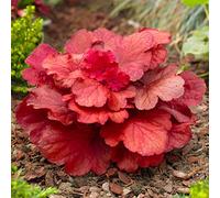 Heuchera 'Fire Alarm' est une plante vivace herbacée à racine d'alun pour jardin extérieur.